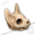 Scruffy Bumps Palm Skull - Mysterious